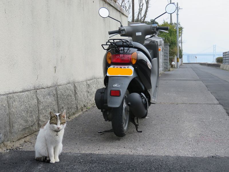 本島の猫