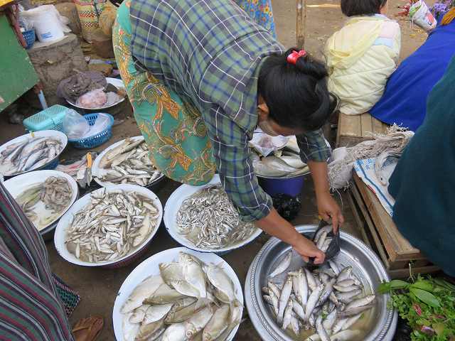 ミャンマーの市場で売っている魚
