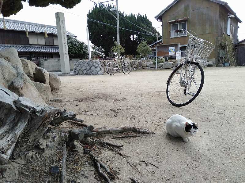 本島の「木烏神社」の境内にいる猫