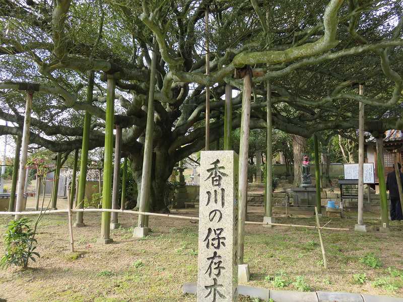 本島の長徳寺にある香川の保存木「モッコク」